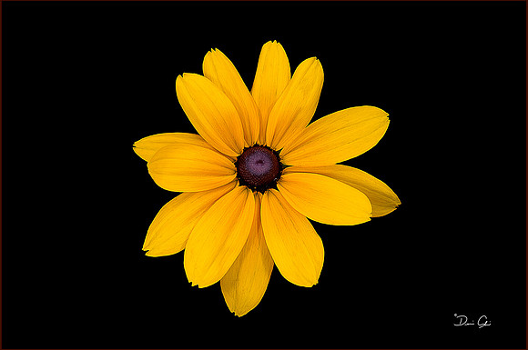 Blackeyed Susan