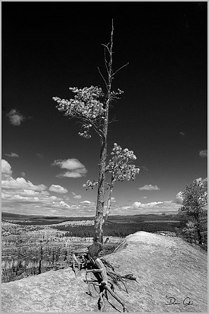 Canyon Tree