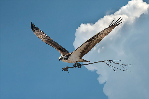 Osprey