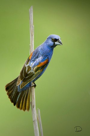 Blue Grosbeak #164