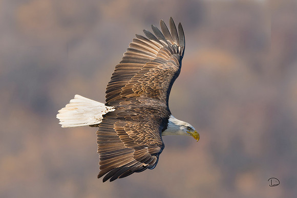 Bald Eagle l