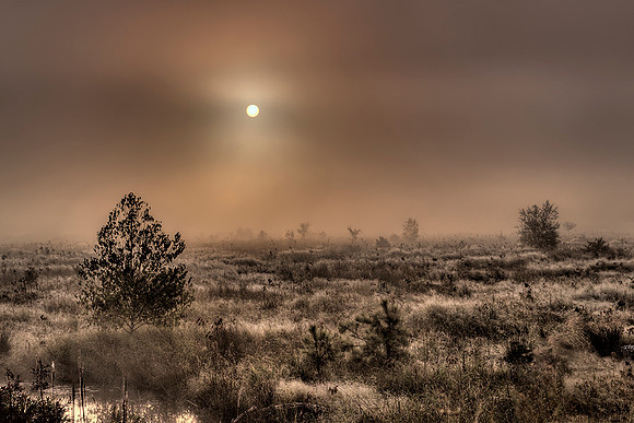 Sun Rise on the Bog #69