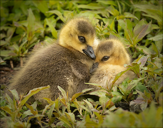 Goslings #374