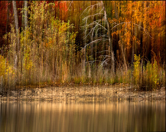 Pinelands Color #104