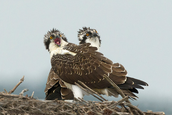 #63 Osprey Fledglings
