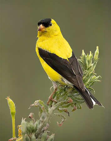 American Goldfinch #386