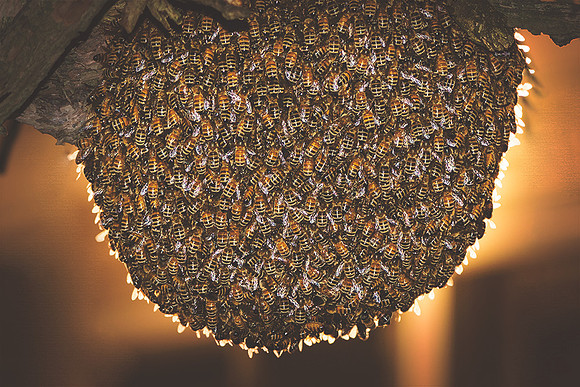 Honey Bee Swarm