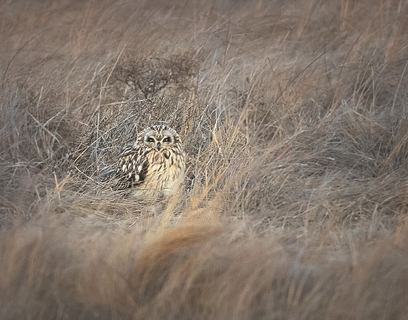 #329 Short-eared Owl