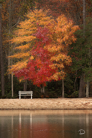 Daydream Bench #116