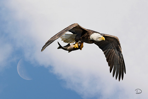#10 Bald Eagle and Fish