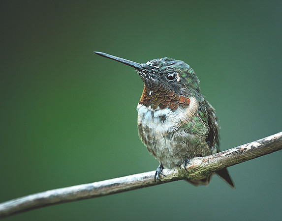 Hummer