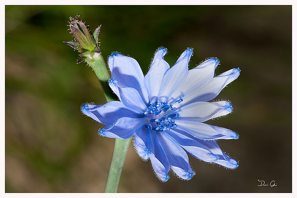 Chicory Wildflower