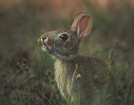 #341 Rabbit