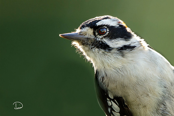 Downy Woodpecker
