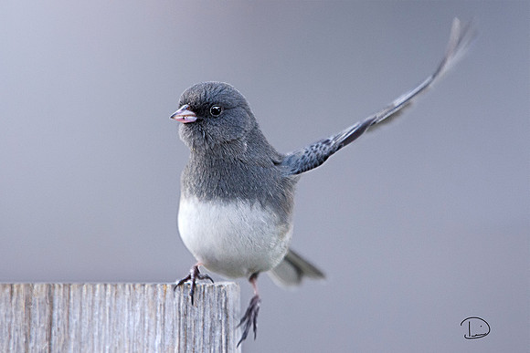 Dark-eyed Junco "Snowbird" #167
