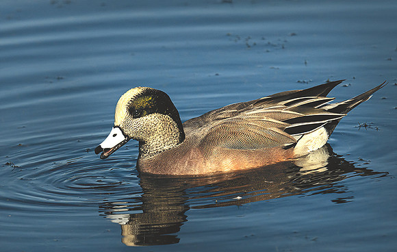 American Wigeon