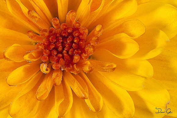 Mums the Word