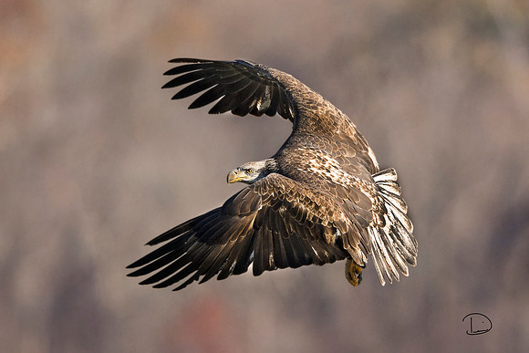 Juvenile Bald Eagle ll